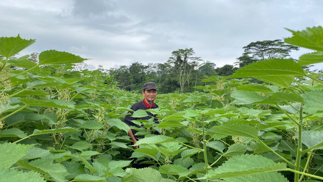 Studio Sejauh: From the Ground Up, Growing with Rabersa